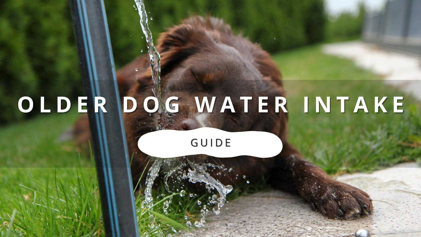 An older dog drinks water from a garden hose with the text "Older Dog Water Intake Guide" overlaid on the image.