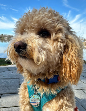 🌞 dog tag - cute as sunshine