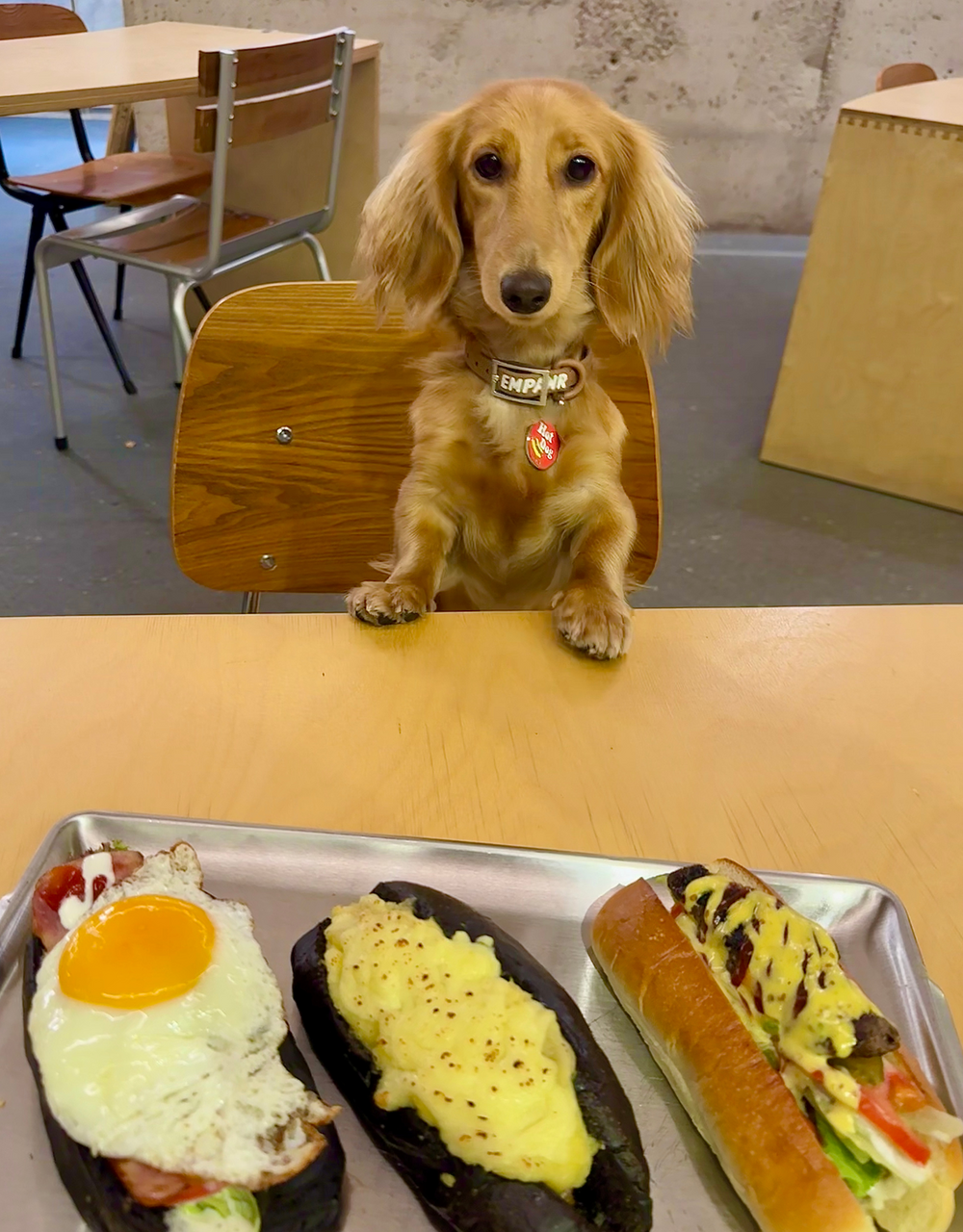 Cute hot dog themed personalized dog ID tag by EMPAWR — engraved pet tag with your dog’s details.