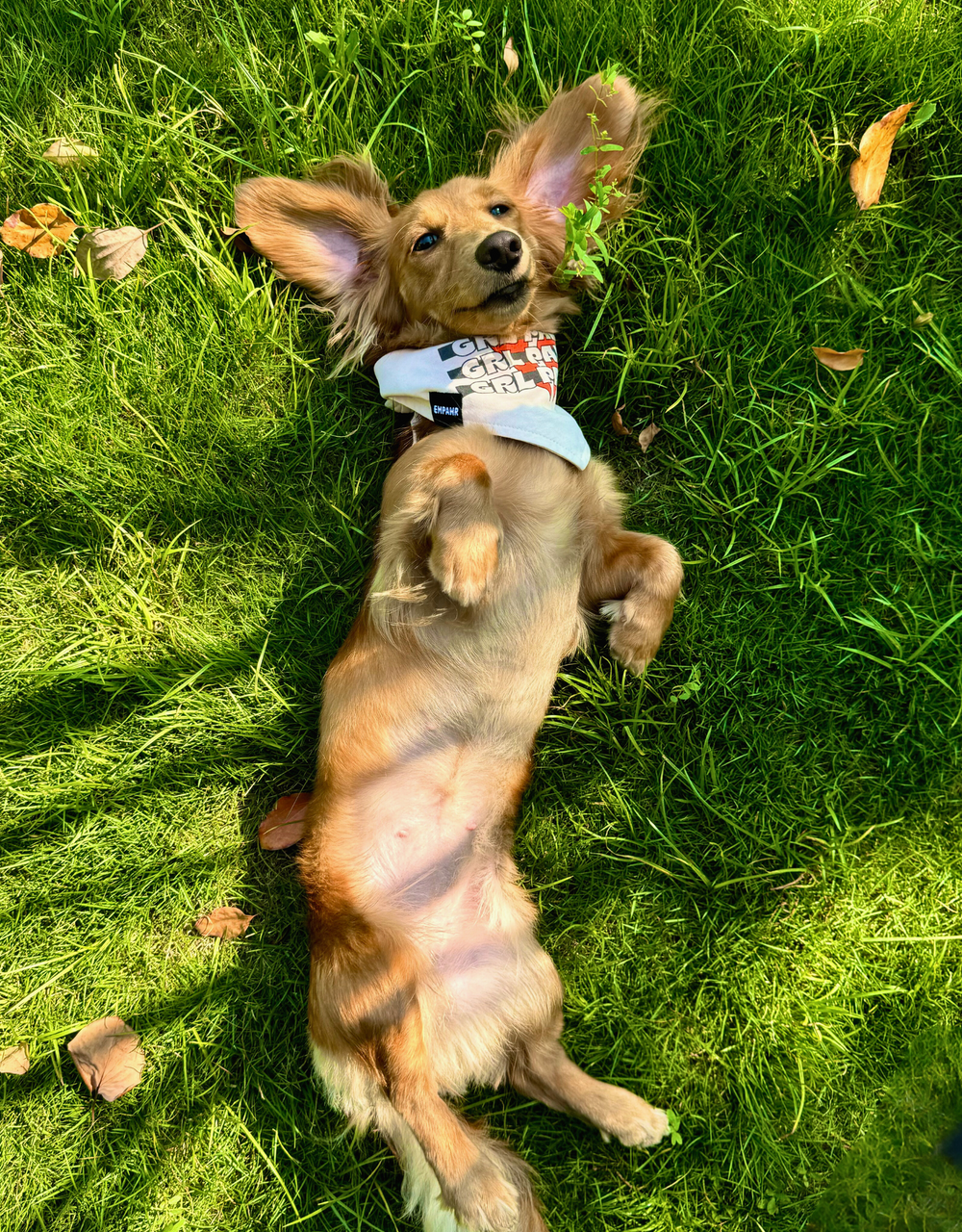 Beige Dog Bandana Cool