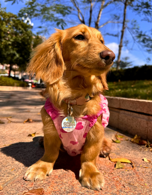 🌞 dog tag - cute as sunshine