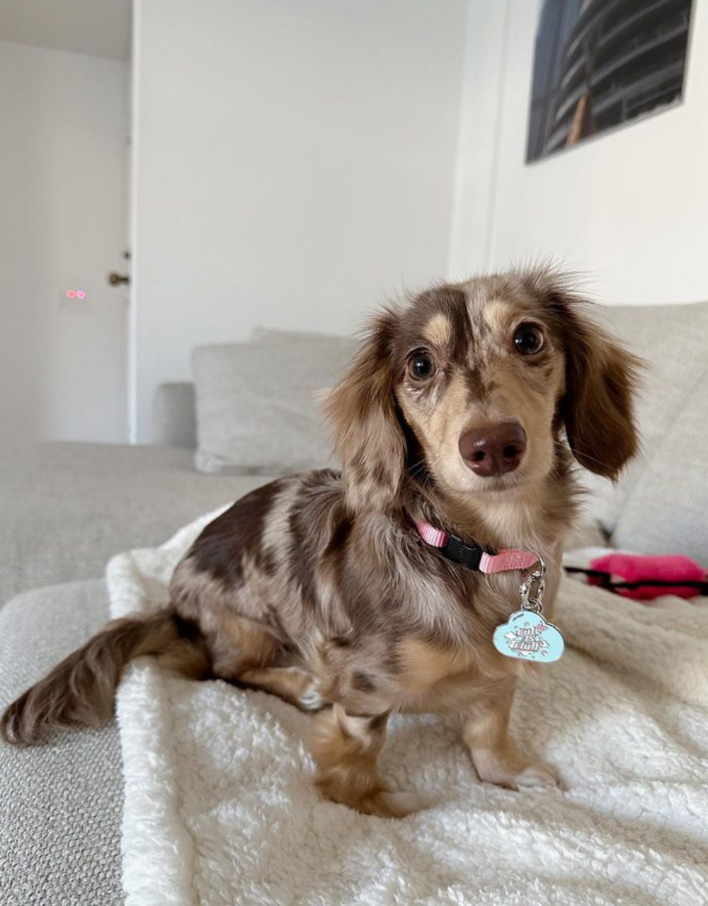 ☁️ dog tag - cuteAF cloud