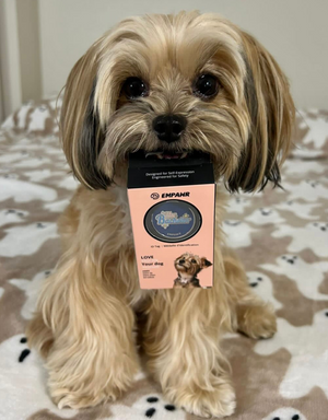 🤵 dog tag - the bachelor