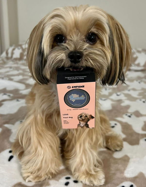 🤵 dog tag - the bachelor