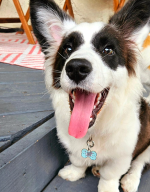 🦴 dog tag - cuteAF bone