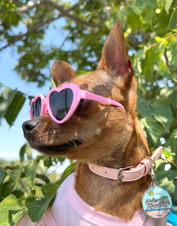 🌞 dog tag - cute as sunshine