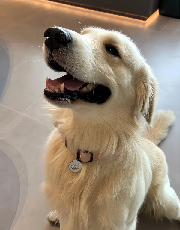 🦋 dog tag - cuteAF round classic