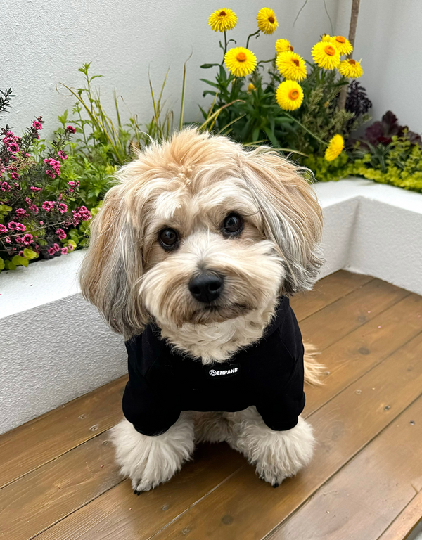 diva dog hoodie