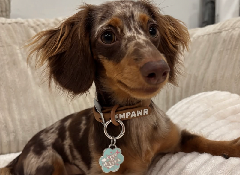 jewelry-grade ID tags by EMPAWR® Canadian design, lasting quality.