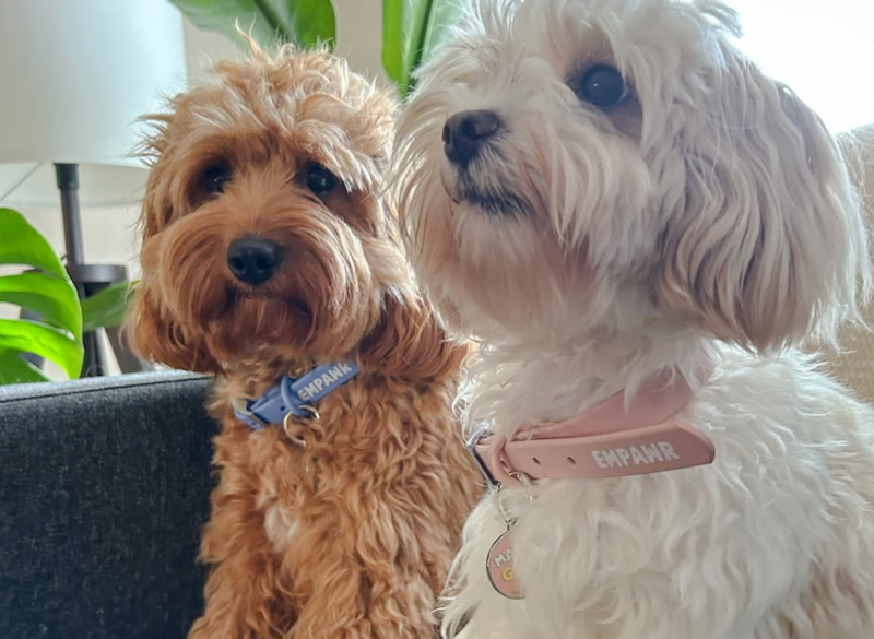 clean aesthetic collars by EMPAWR® Canadian design, lasting reliability & comfort.