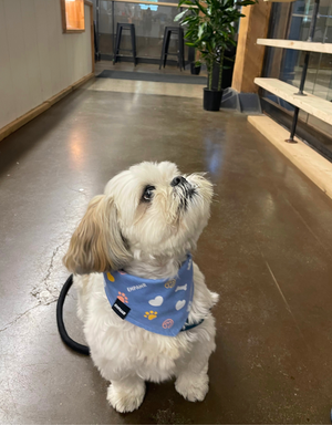reversible dog bandana - baby blue