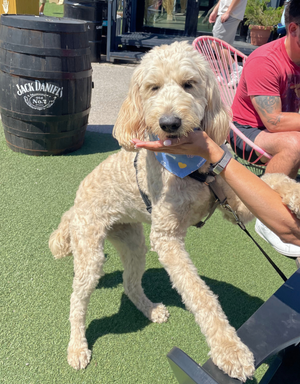 reversible dog bandana - baby blue