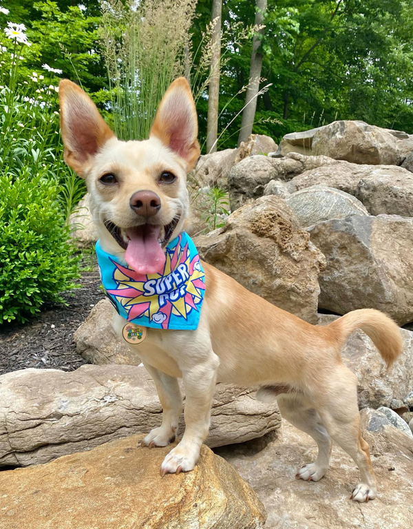 reversible dog bandana - super pup blue