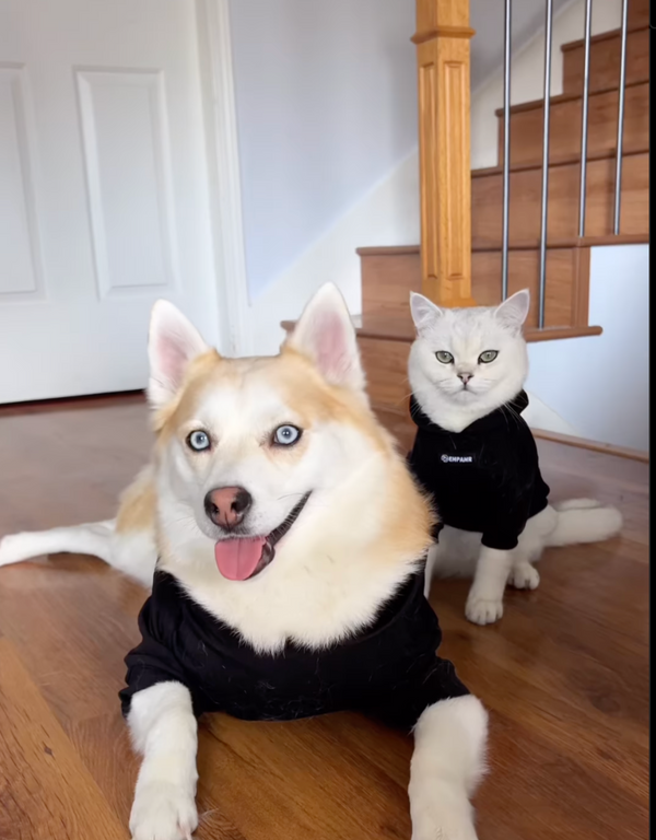 cute as fluff dog hoodie