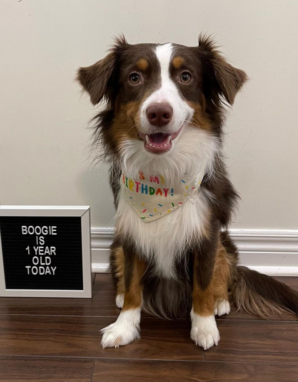 reversible dog bandana - it's my birthday