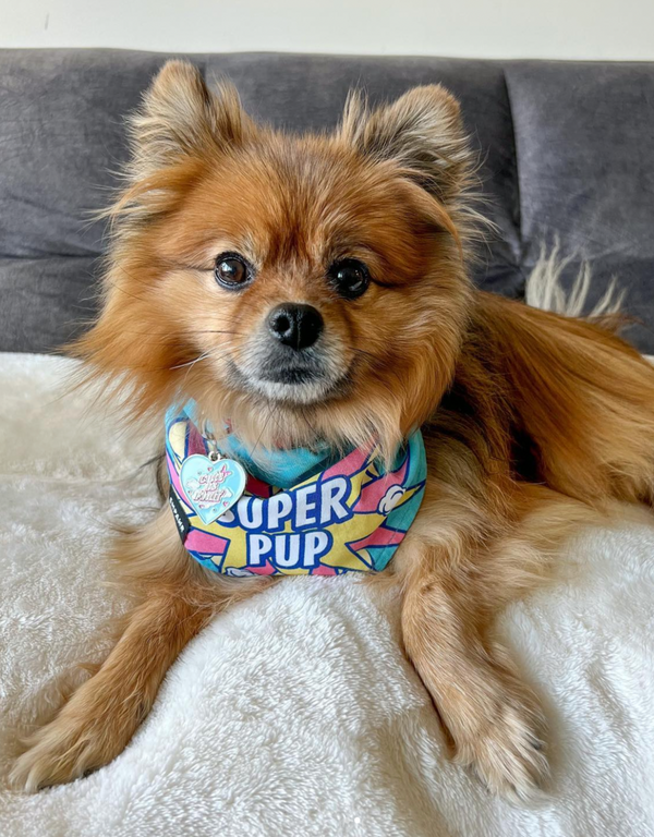 reversible dog bandana - super pup blue