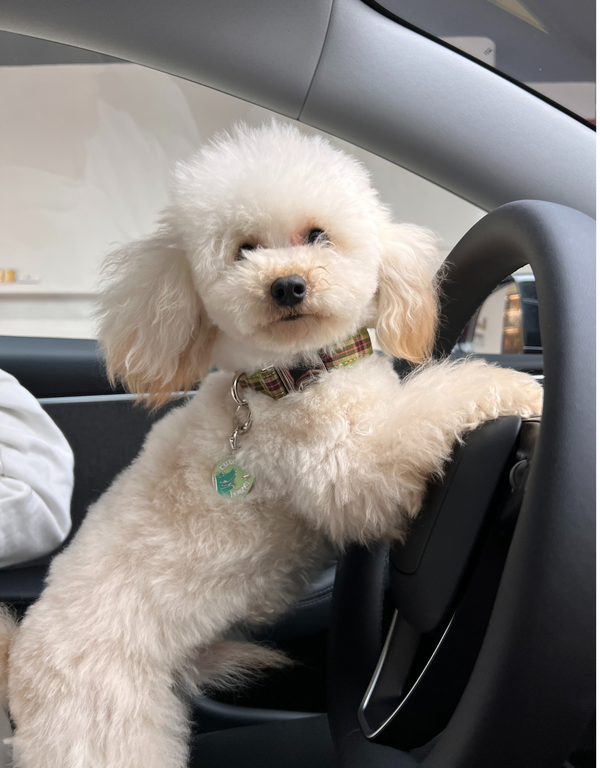 🦖 dog tag - cute as dino