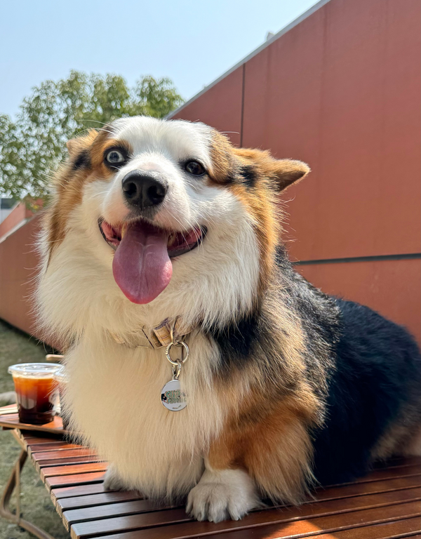 🍭 dog tag - cute as psycho