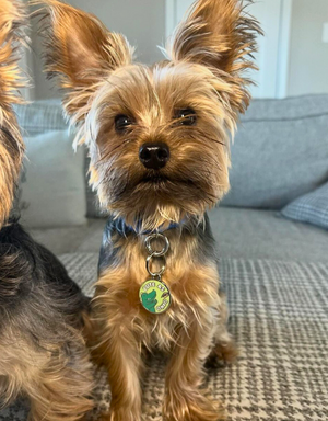 🦖 dog tag - cute as dino