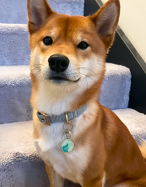 🦖 dog tag - cute as dino