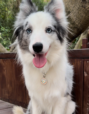 🌼 dog tag - cute as daisy