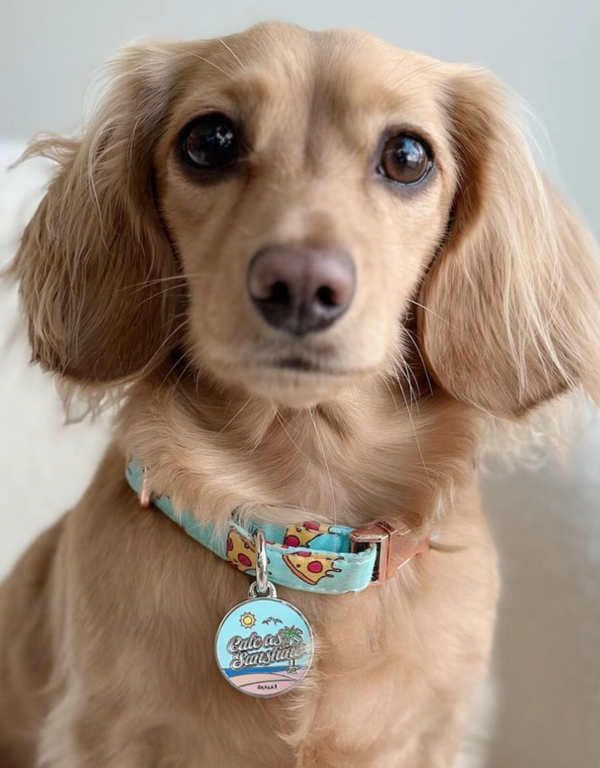 🌞 dog tag - cute as sunshine
