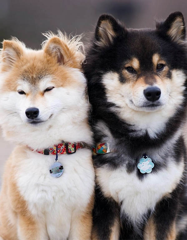 🌸 dog tag - cuteAF flower