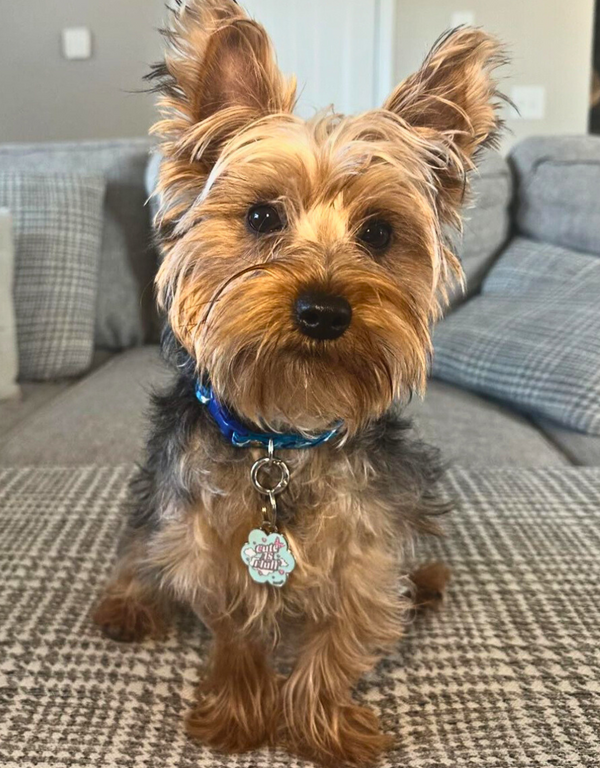 🌸 dog tag - cuteAF flower