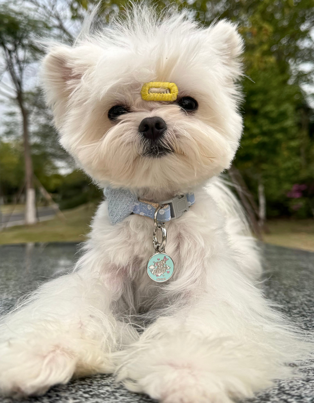 Petite round cute personalized dog ID tag by EMPAWR — small engraved dog tag perfect for small dogs.