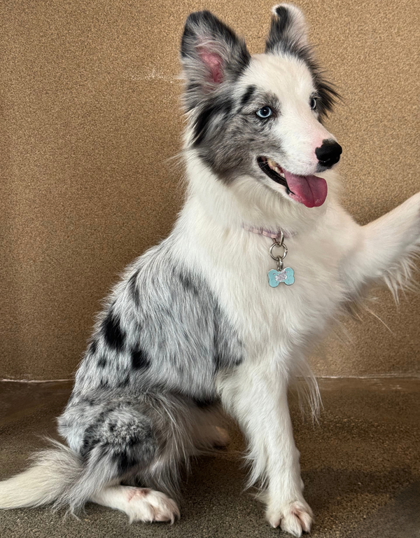 🦴 dog tag - cuteAF bone