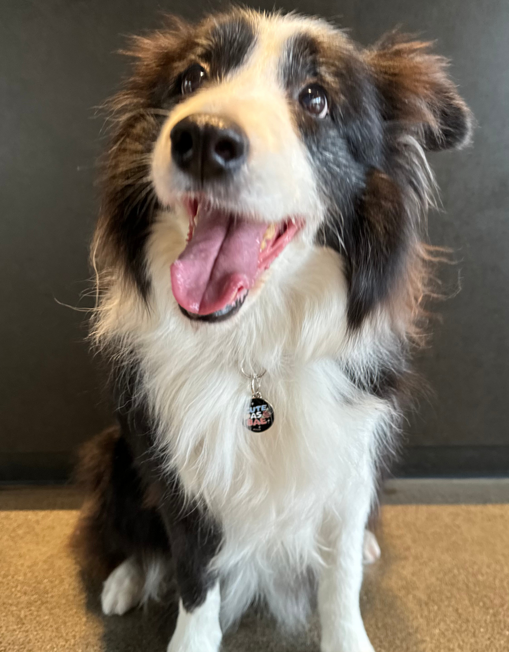 Cute “Cute as Bae” personalized dog ID tag by EMPAWR — engraved pet tag.