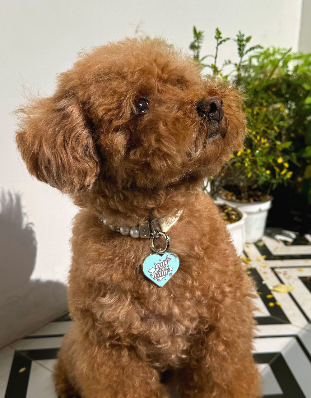 Heart-shaped cute dog ID tag by EMPAWR — personalized engraved jewelry-grade pet tag.