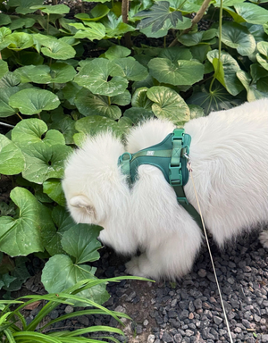 comfort fit dog harness - green