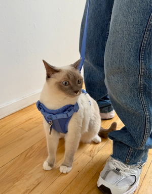 comfort fit dog harness - sky