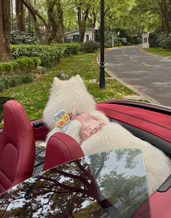 comfort fit dog harness - blush