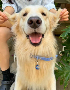 🤵 dog tag - the bachelor