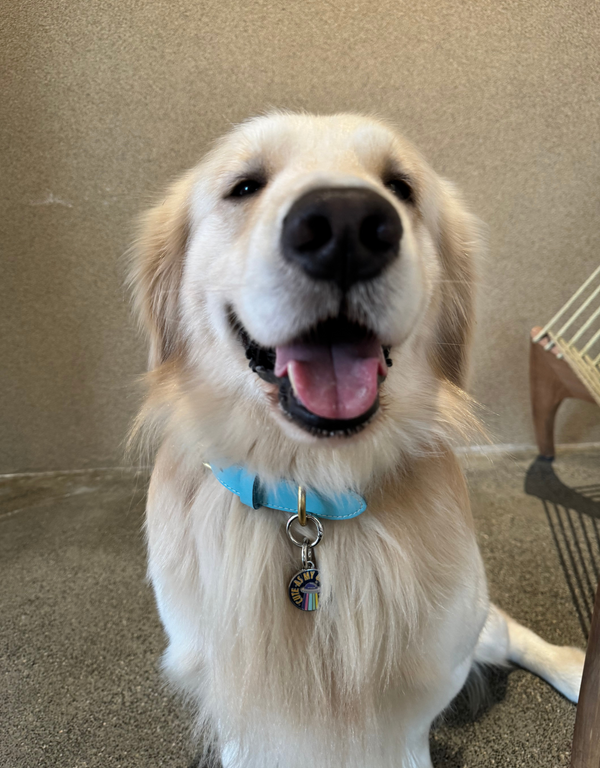 🪐 dog tag - cute as my universe