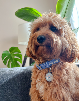A brown cockapoo dog sits facing forward, wearing a blue collar with a round tag that says "BOY." The dog has curly brown fur and dark eyes. A plant with large green leaves is visible in the background.