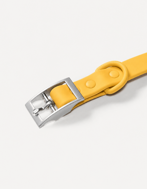 City Dog Collar - Lemon