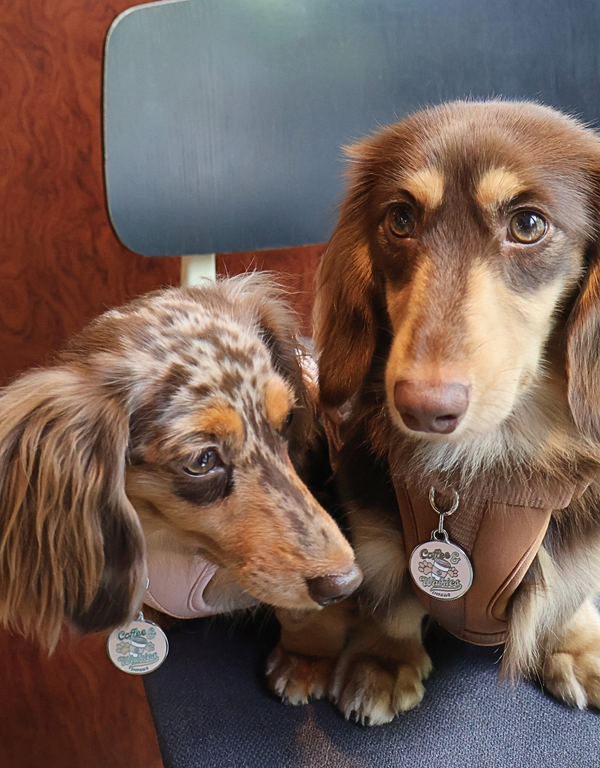 Coffee & Walkies personalized dog ID tag by EMPAWR — coffee-inspired jewelry-grade engraved pet tag.