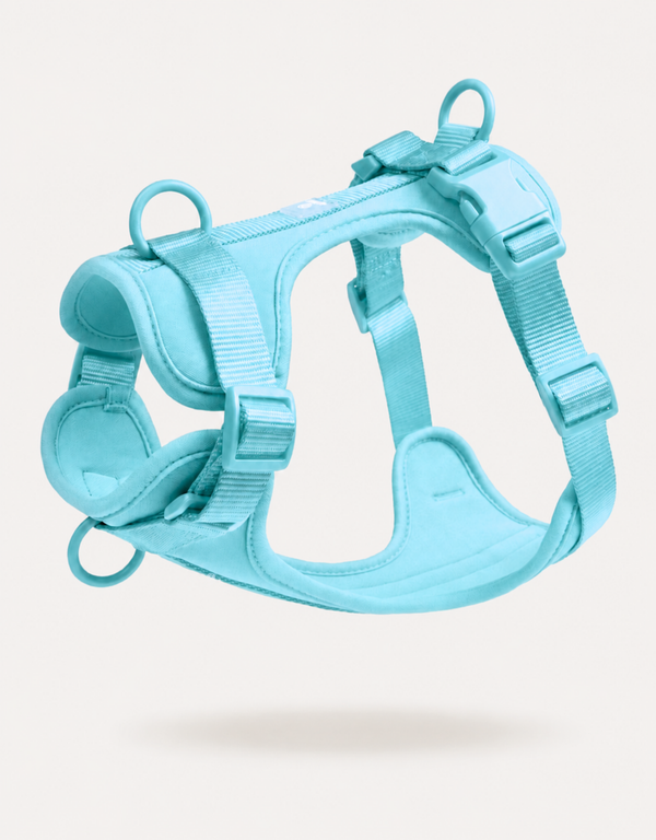 Comfort Fit Dog Harness - Aqua