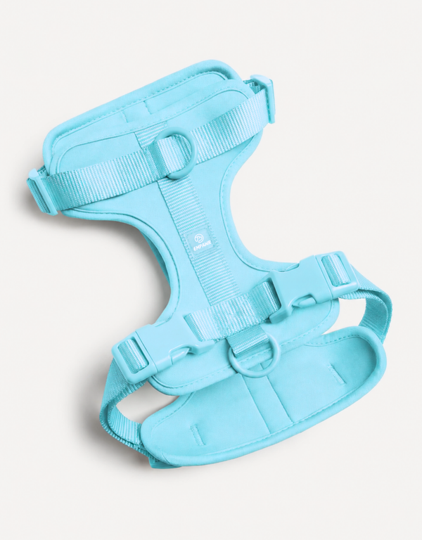 Comfort Fit Dog Harness - Aqua