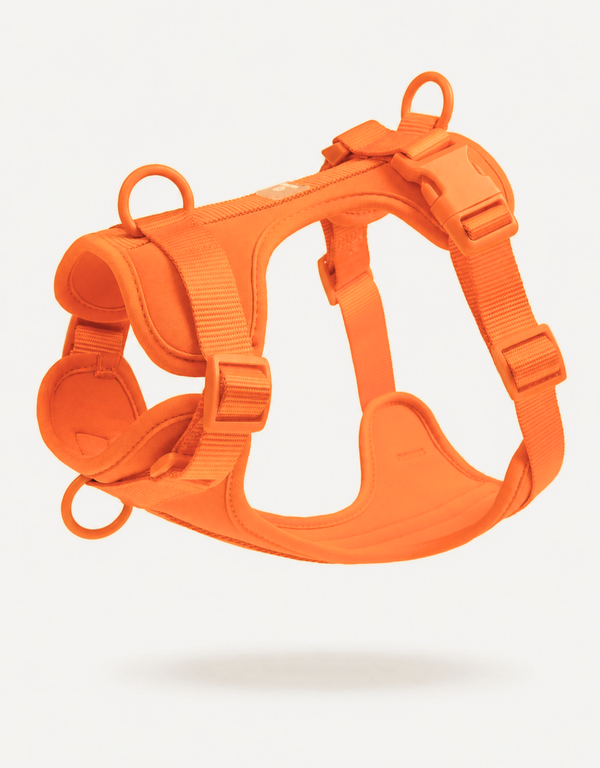 Comfort Fit Dog Harness - Orange
