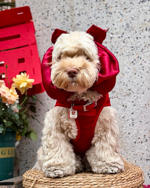Dog wearing EMPAWR Red Fortune mahjong dog ID tag inspired by Lunar New Year, paired with a festive lucky red outfit.