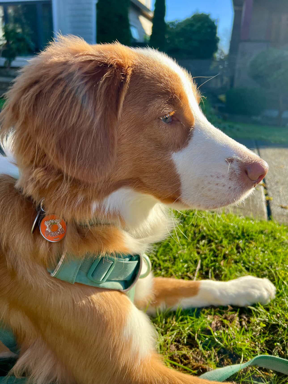 A round orange dog ID tag with text 'CUTE AS PEACH' and an image of a peach in the center, attached to a stainless steel ring.
