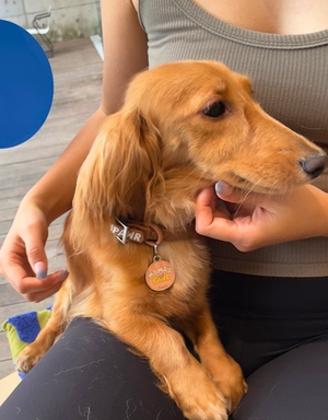 Image of the EMPAWR logo and the Mamas logo, flanking a silhouette of a Dachshund and a Golden Retriever. Additional silhouettes of other dog breeds are visible.
