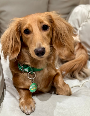 A long-haired dachshund with a light brown coat sits and looks up at the camera. The dog wears a green collar with a tag that says "PAWR" and "DADDYS GIRL.