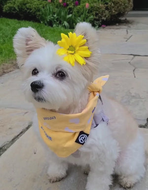 reversible dog bandana - baby yellow