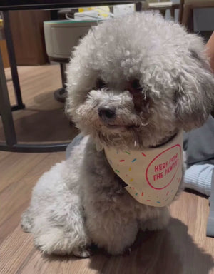 reversible dog bandana - here for the party