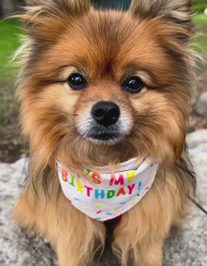 reversible dog bandana - it's my birthday